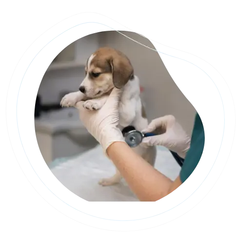 Home 10 Veterinarian caring for a patient